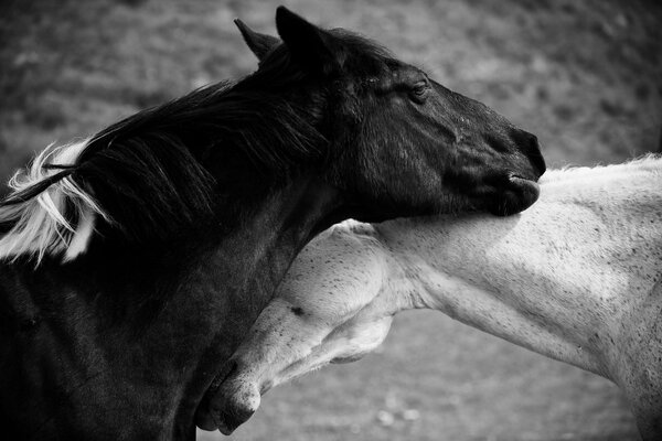 Black and white horses hug