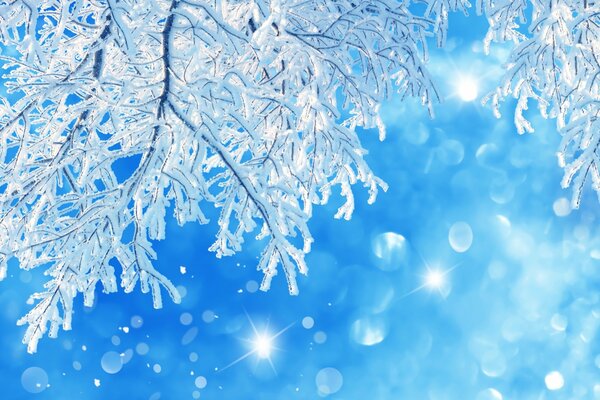 Снежная веточка дерева в солнечном свете на голубом фоне