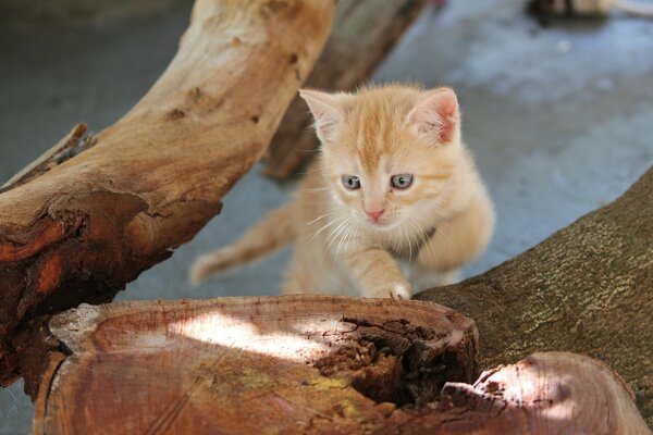 A red-haired blue-eyed kitten on a stump