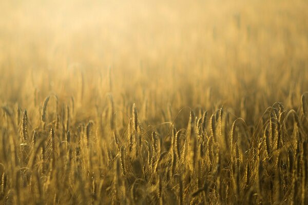 Spikelets of rye and wheat in the sunlight on the field