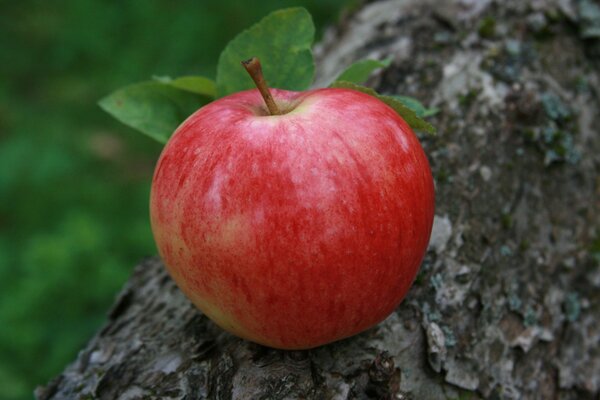 Gros plan de pomme rouge couché sur un arbre