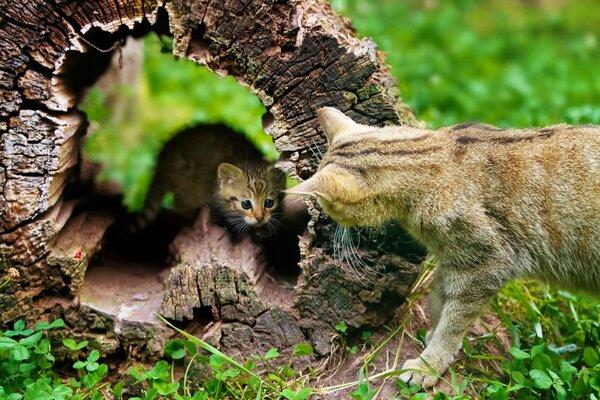 Il pallino esce dalla canapa e guarda il gatto