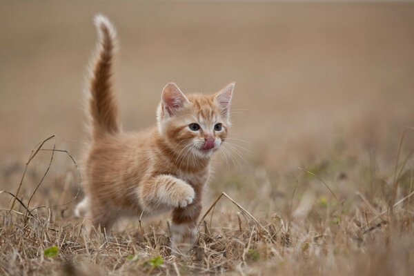 A red-haired kitten steps on the grass