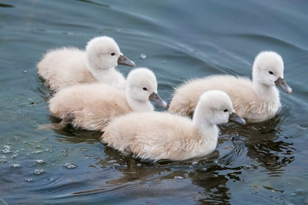 Poussins de cygnes flottent