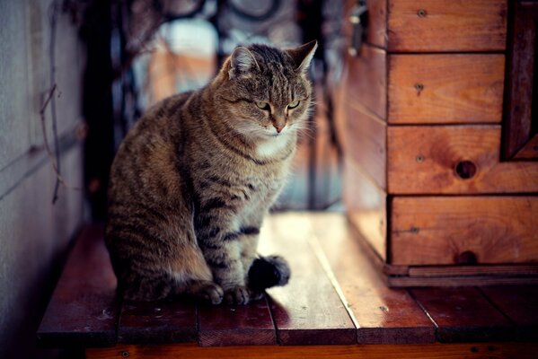 The cat is on the window. A sad cat on the windowsill