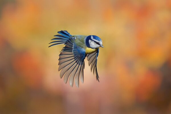 Tits in flight with open wings