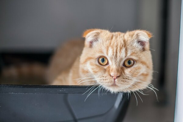 Scottish fold looks at the camera