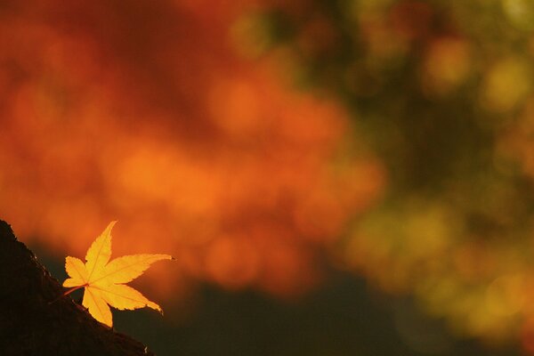 Maple leaf autumn fire