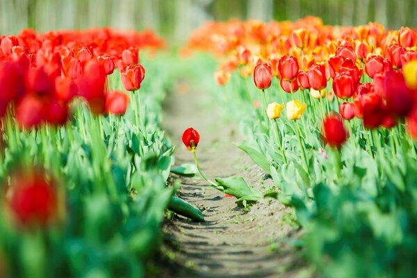 Rote Tulpen auf den Betten im Feld