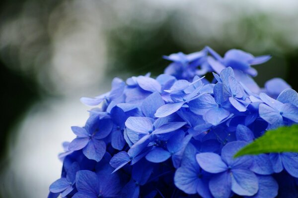 Ortensia blu. Tappi di ortensia. Fiori blu