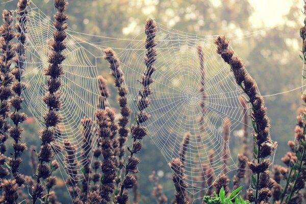 Webs woven on the flowers of plants