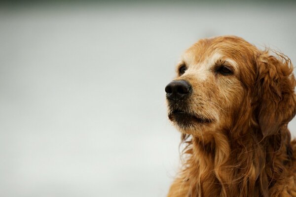 Wierny Retriever sam, w oczekiwaniu