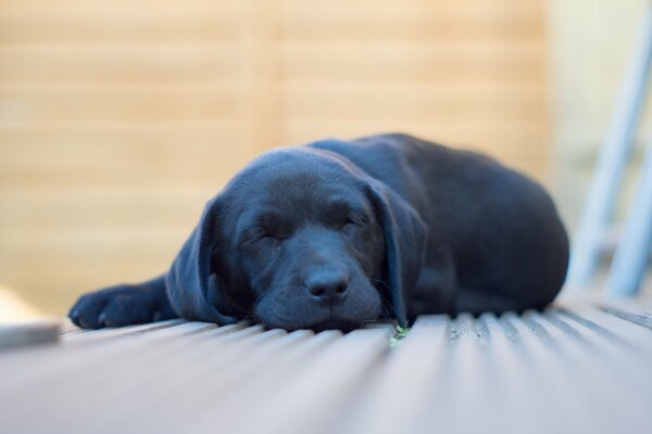 Cucciolo nero che dorme sul pavimento