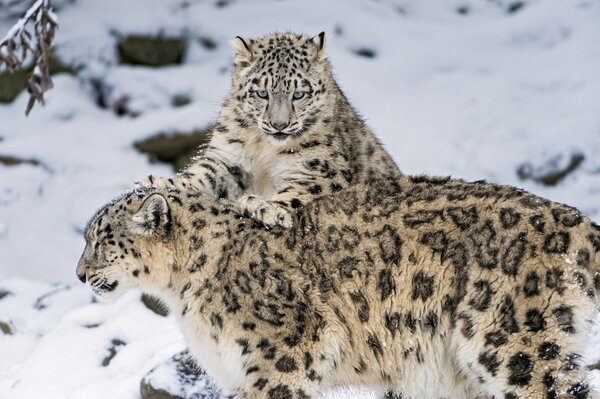 Famiglia di leopardi delle nevi sulla neve