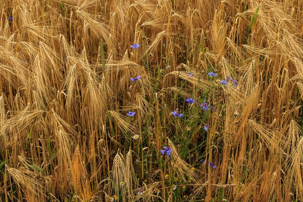 Bright cornflowers on a field with wheat