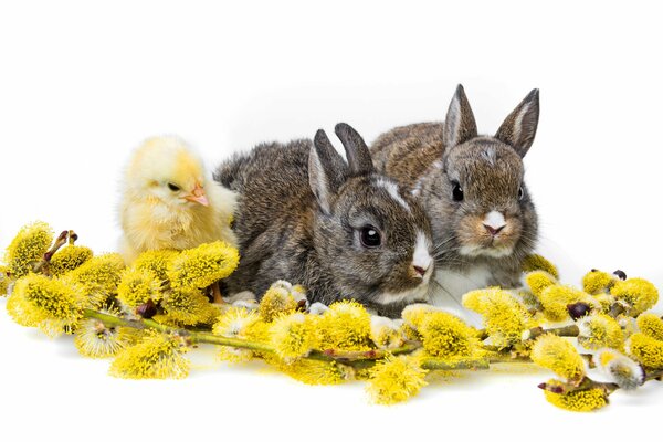 Deux lapin poussin et saule