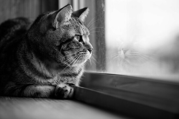 Black and white photo. pensive cat looks out the window