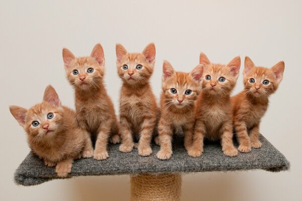 Seis gatitos pelirrojos en un soporte