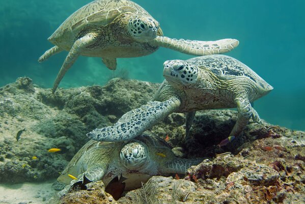 Tartarughe marine in fondo al mare