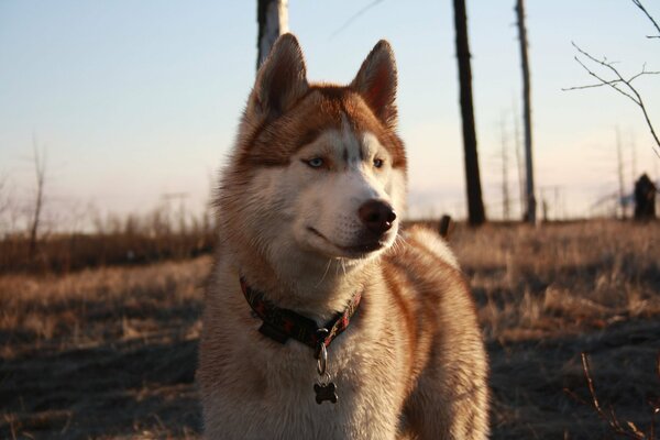 Beautiful husky outdoors in the tundra