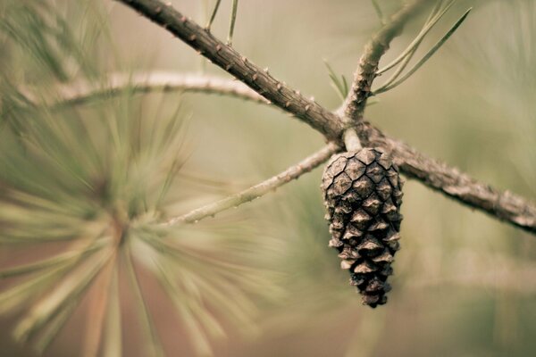 A cone hanging on a branch with a blurry background. A cone hanging on a branch and needles in the background
