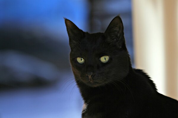 Czarny kot o niesamowitym wyglądzie
