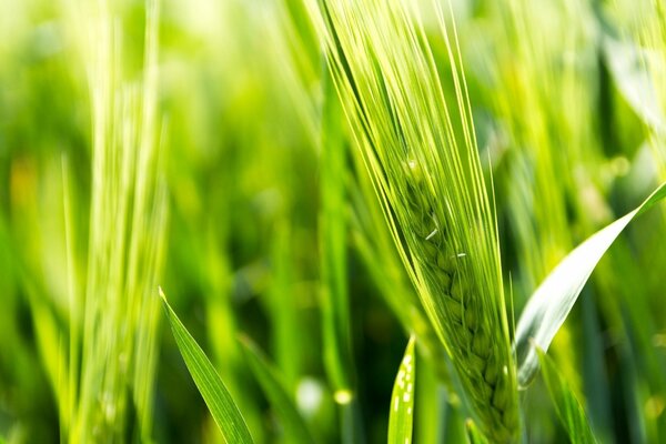 Green ears of wheat on a sunny day