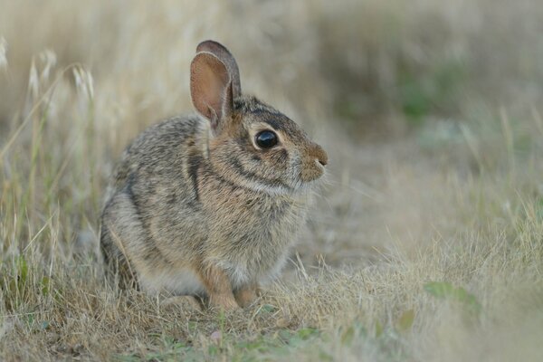 Kleiner grauer Hase im Gras