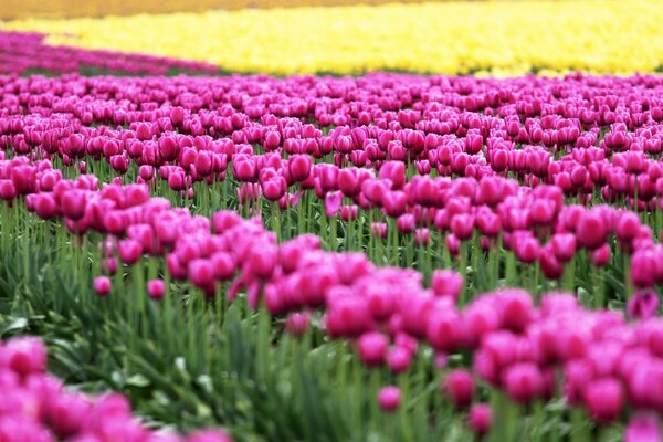 Fields of Holland. Tulips. Pink flowers. Yellow flowers. Tulips. Field with tulips