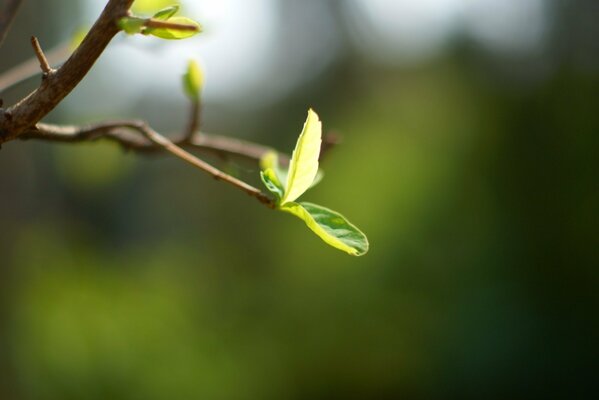 Grand plan de branche avec des feuilles