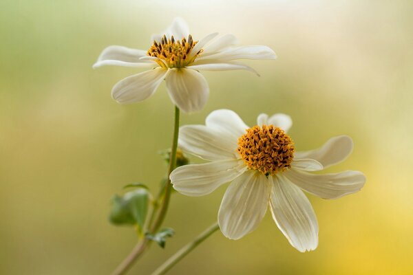 Dahlien auf grünem Hintergrund. Sommer-Hallo. Garten weiße Blumen