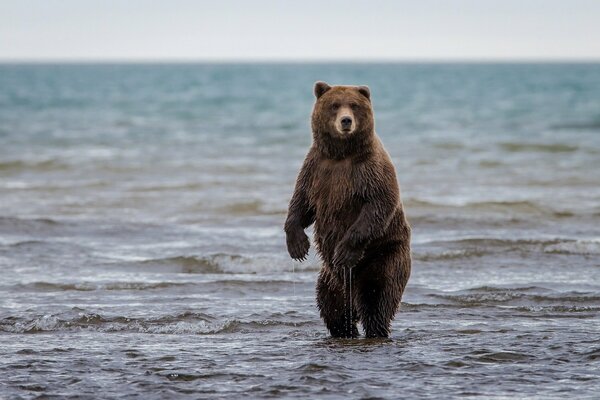 Ours avec des pattes crues debout dans l eau