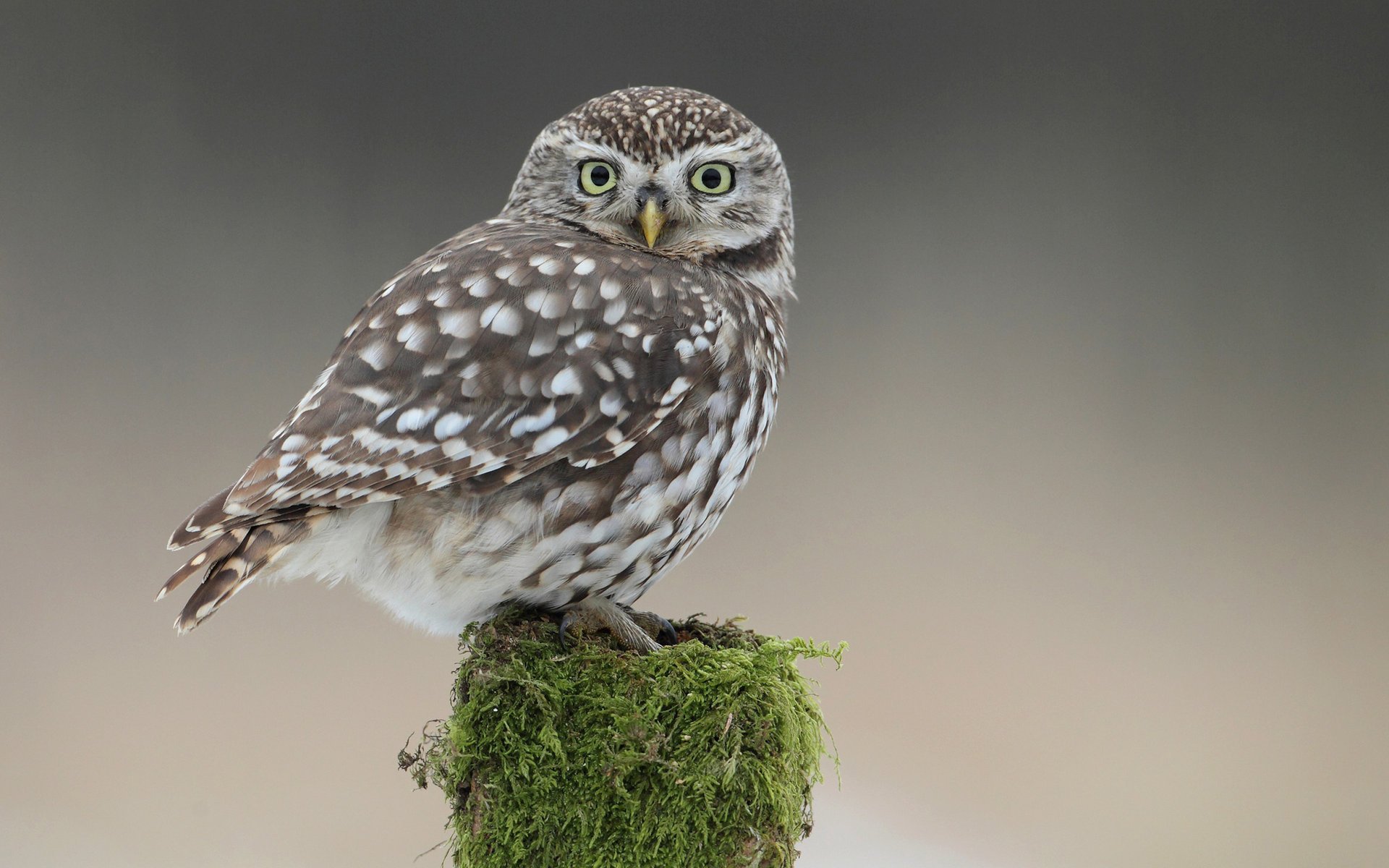 pájaro búho musgo plumaje búho tocón de árbol