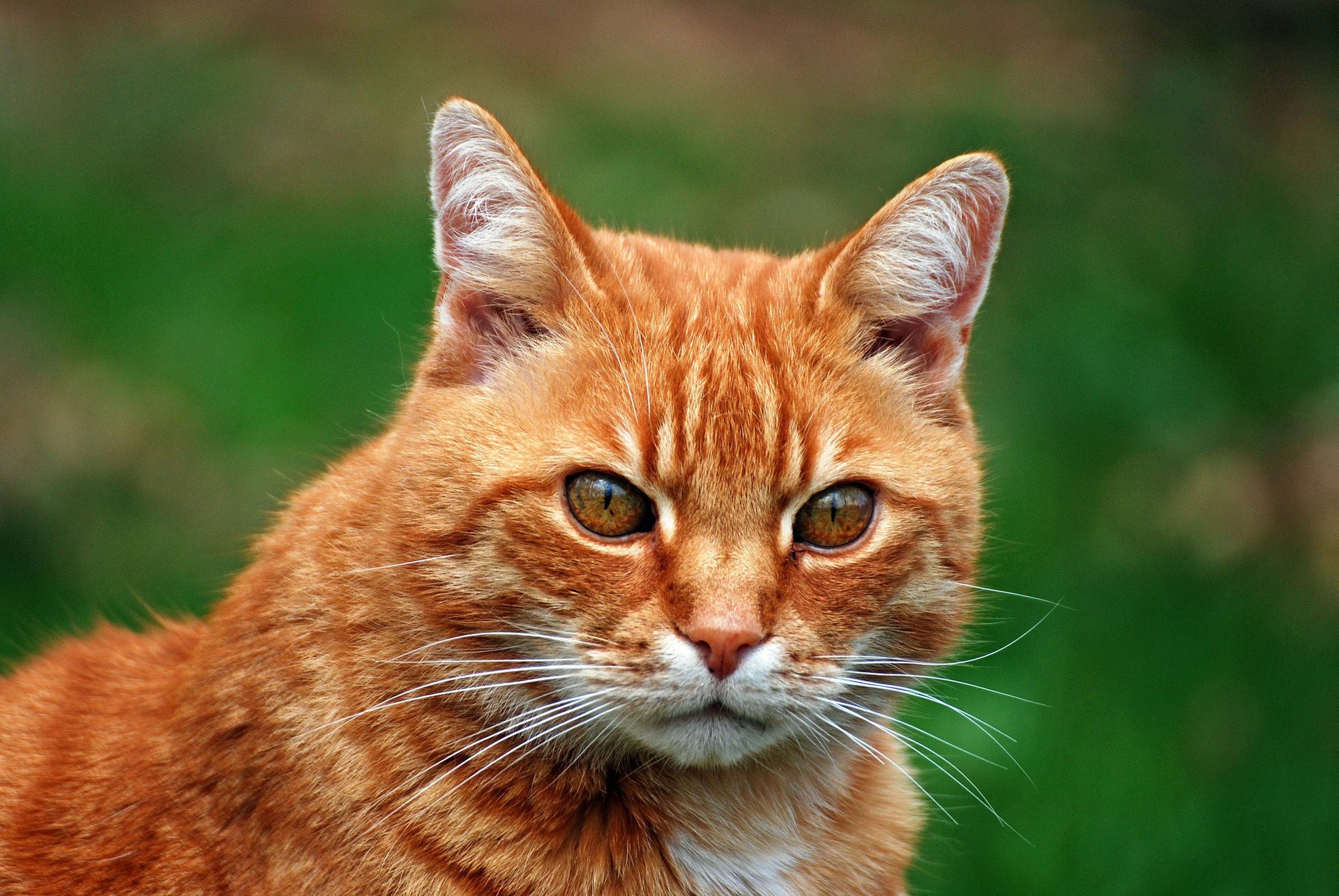 chat portrait rousse fond