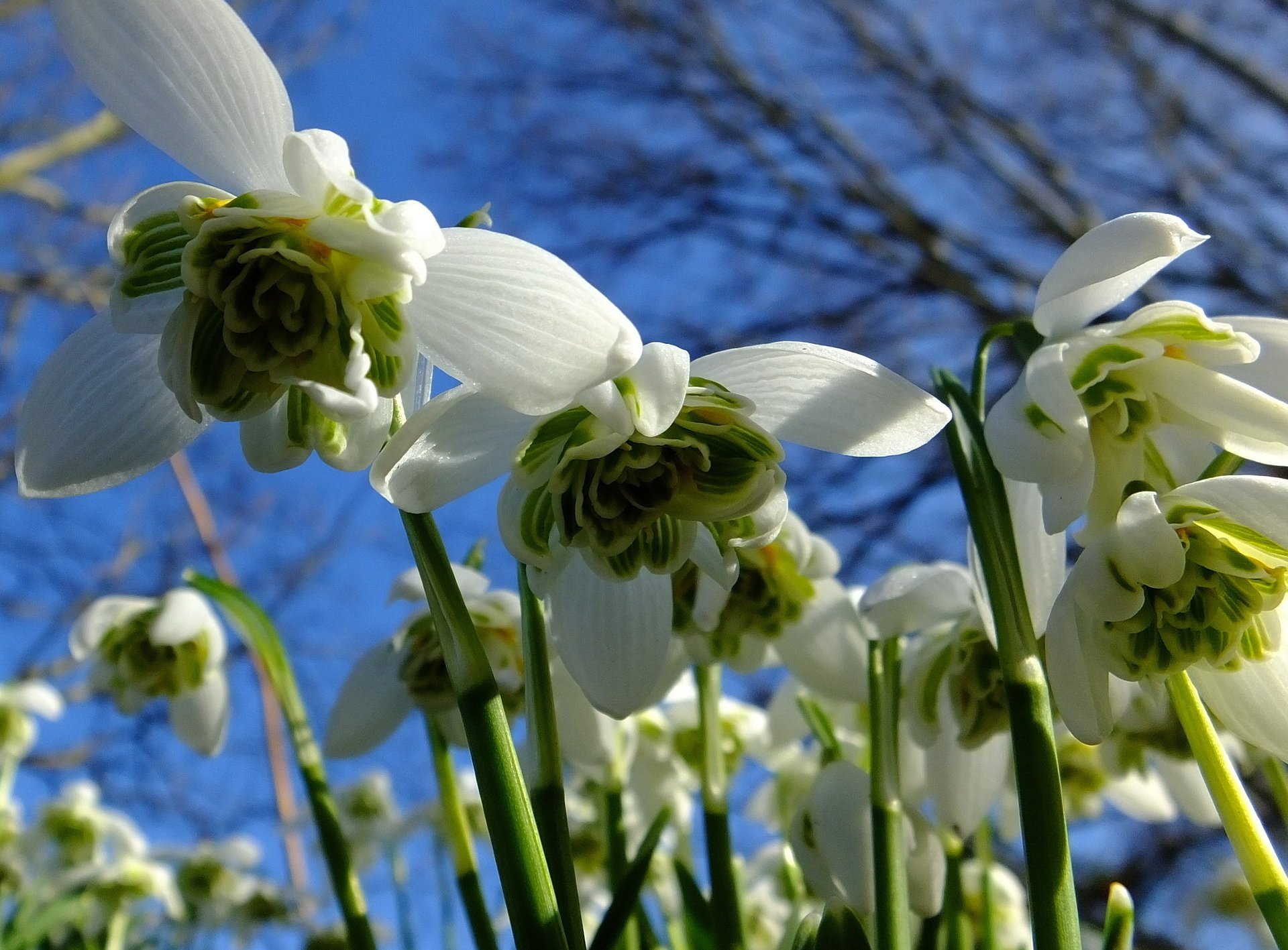 nowdrops небо подснежники