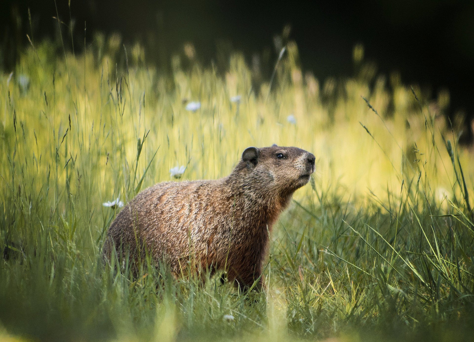 champ fleurs été herbe marmotte