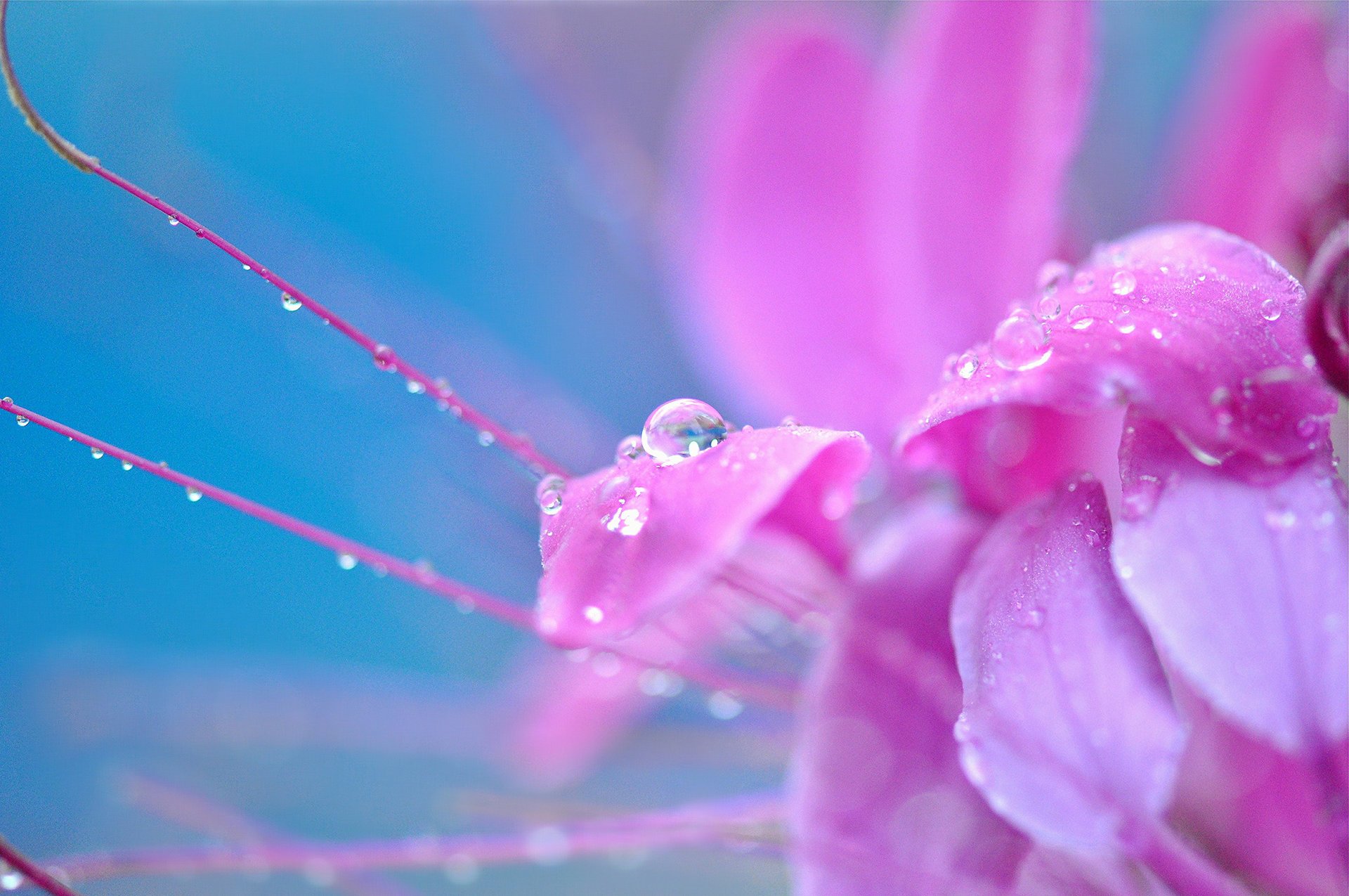 flores macro gota gotas rosa flor flor