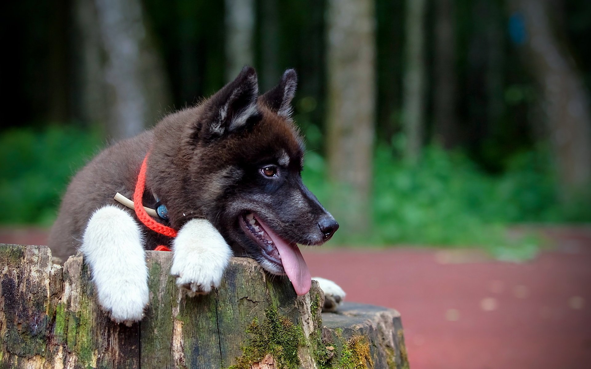 chien regard ami