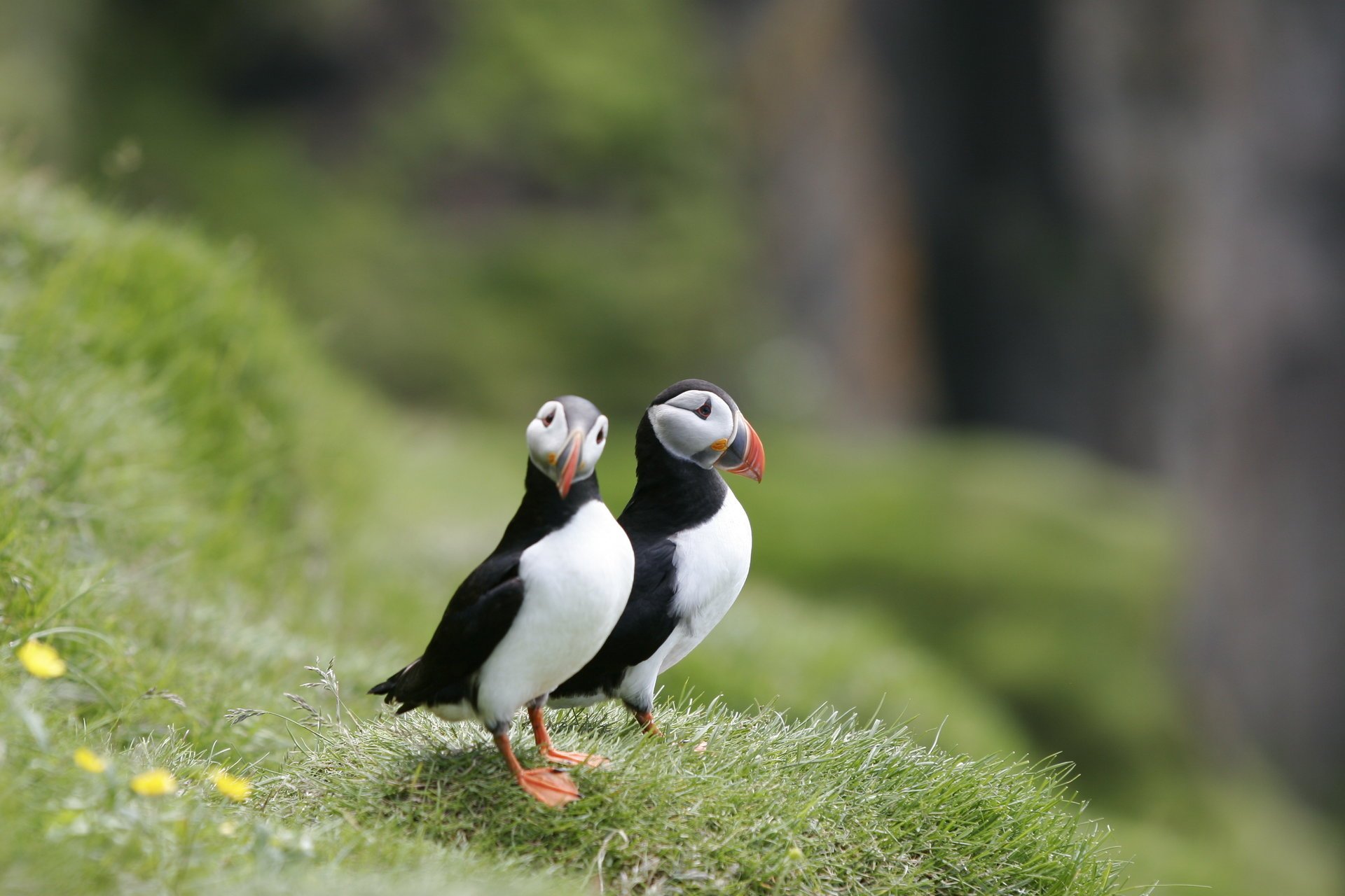 oiseaux couple herbe impasses rivage puffin