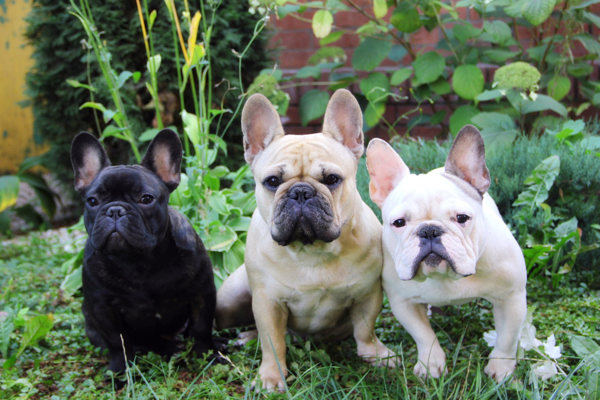 three dogs grass french bulldog french bulldog summer