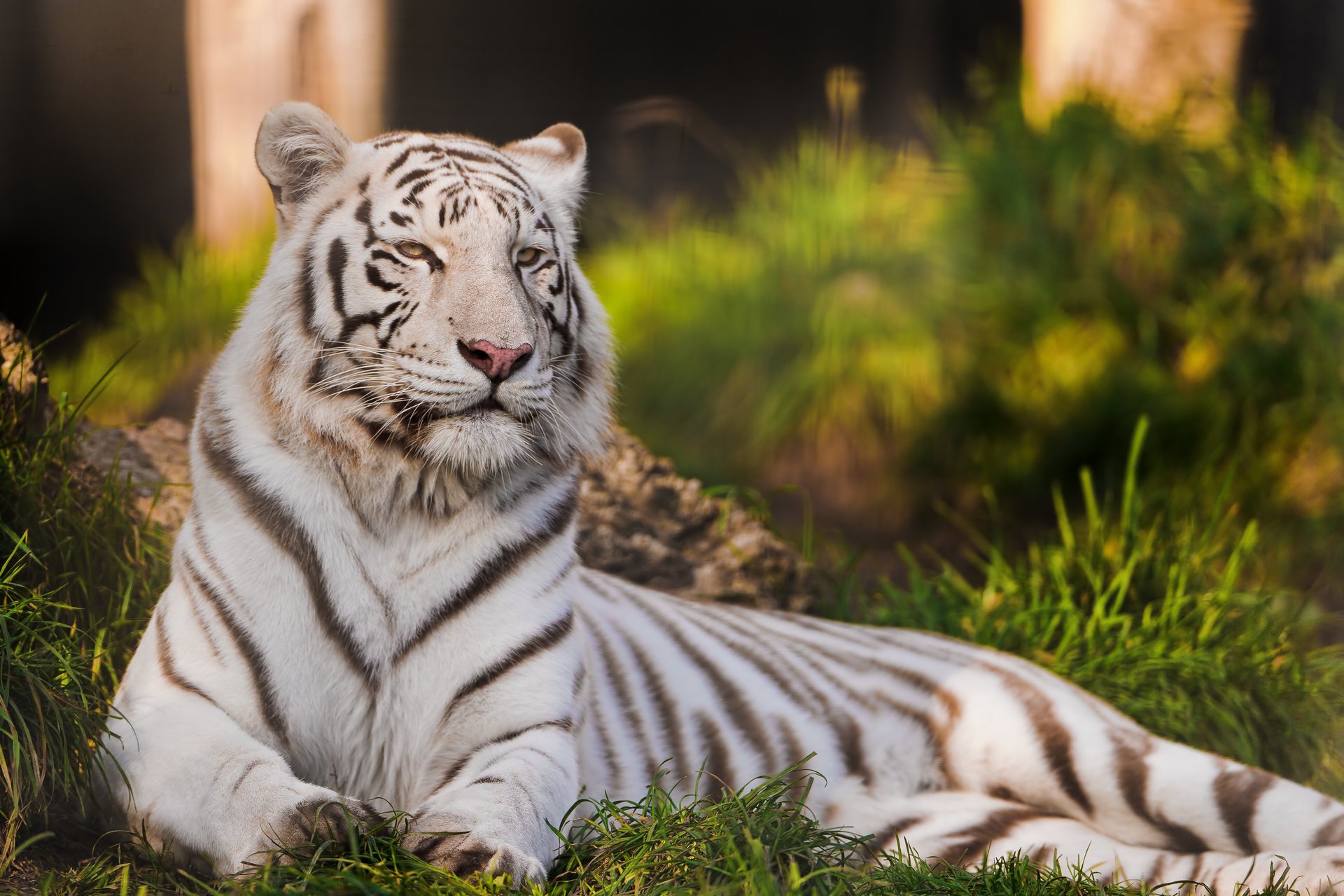 tigre tigre blanco depredador gato