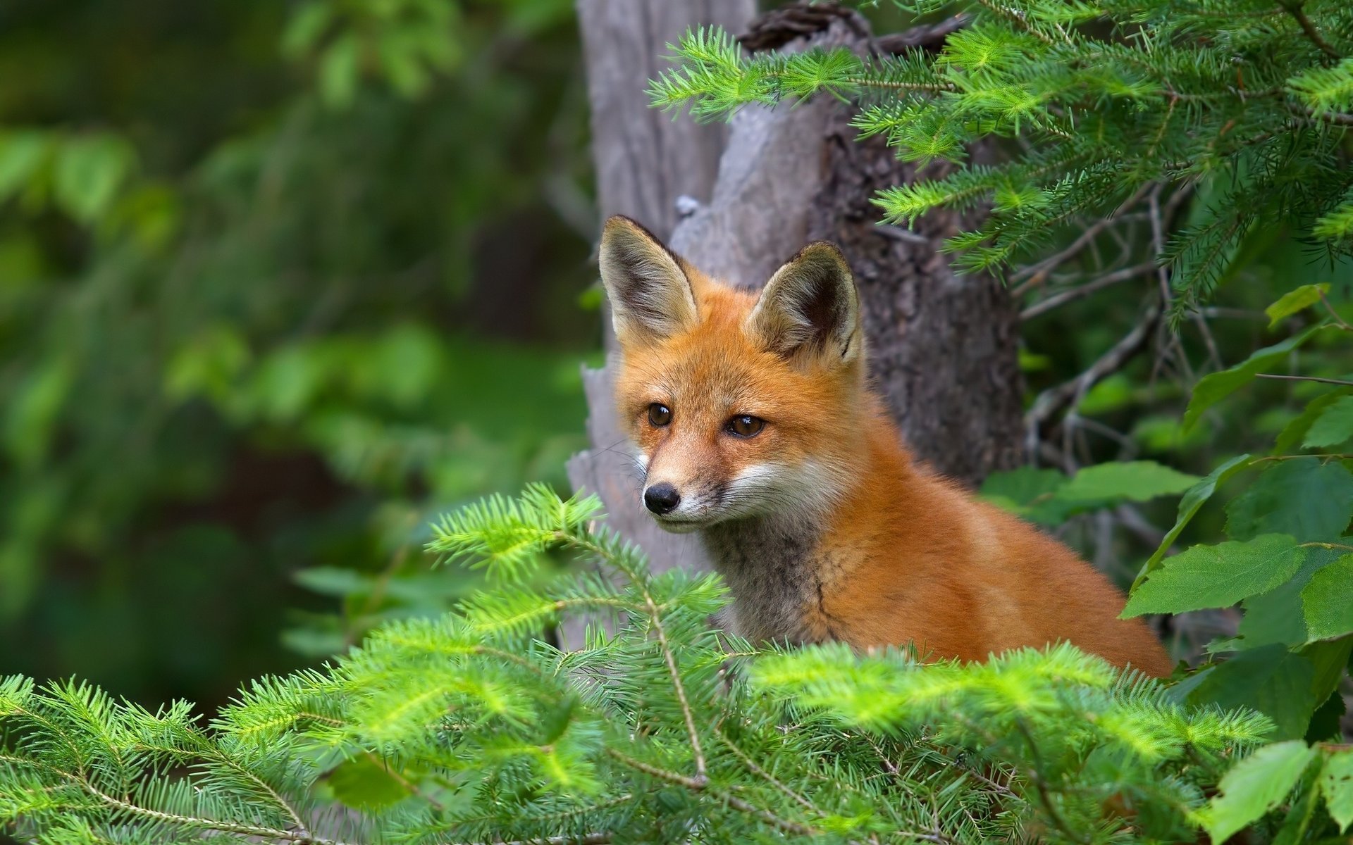 fox fox cub branche