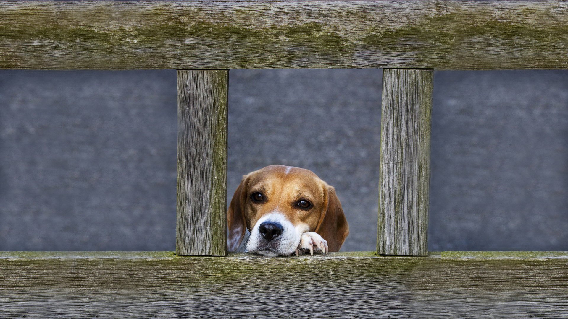 each the fence look