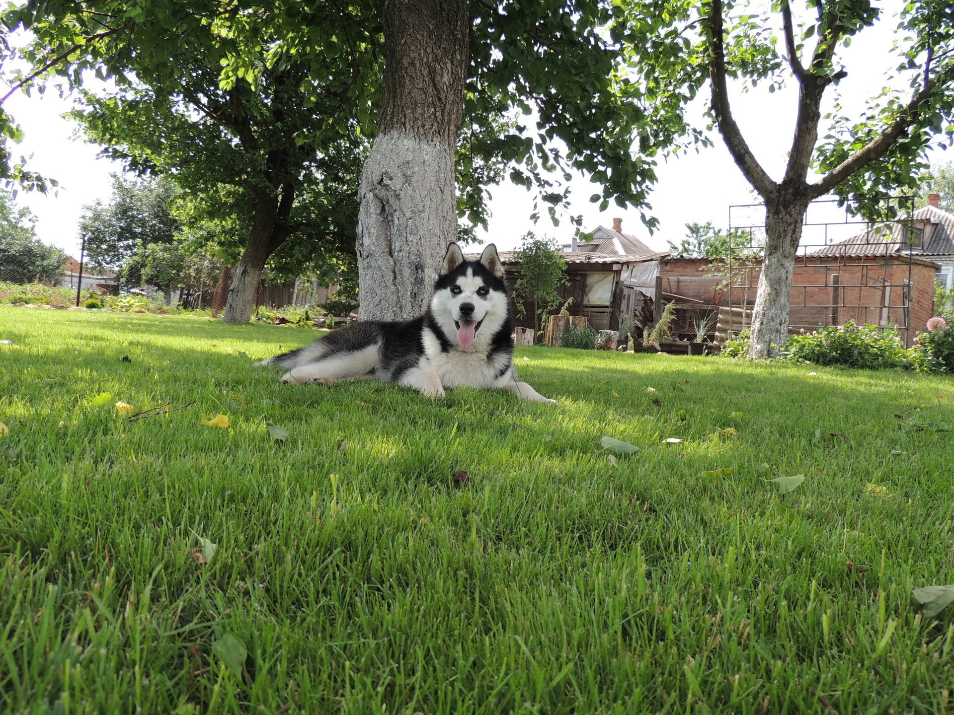 yeux bleus arnie été husky husky sibérien