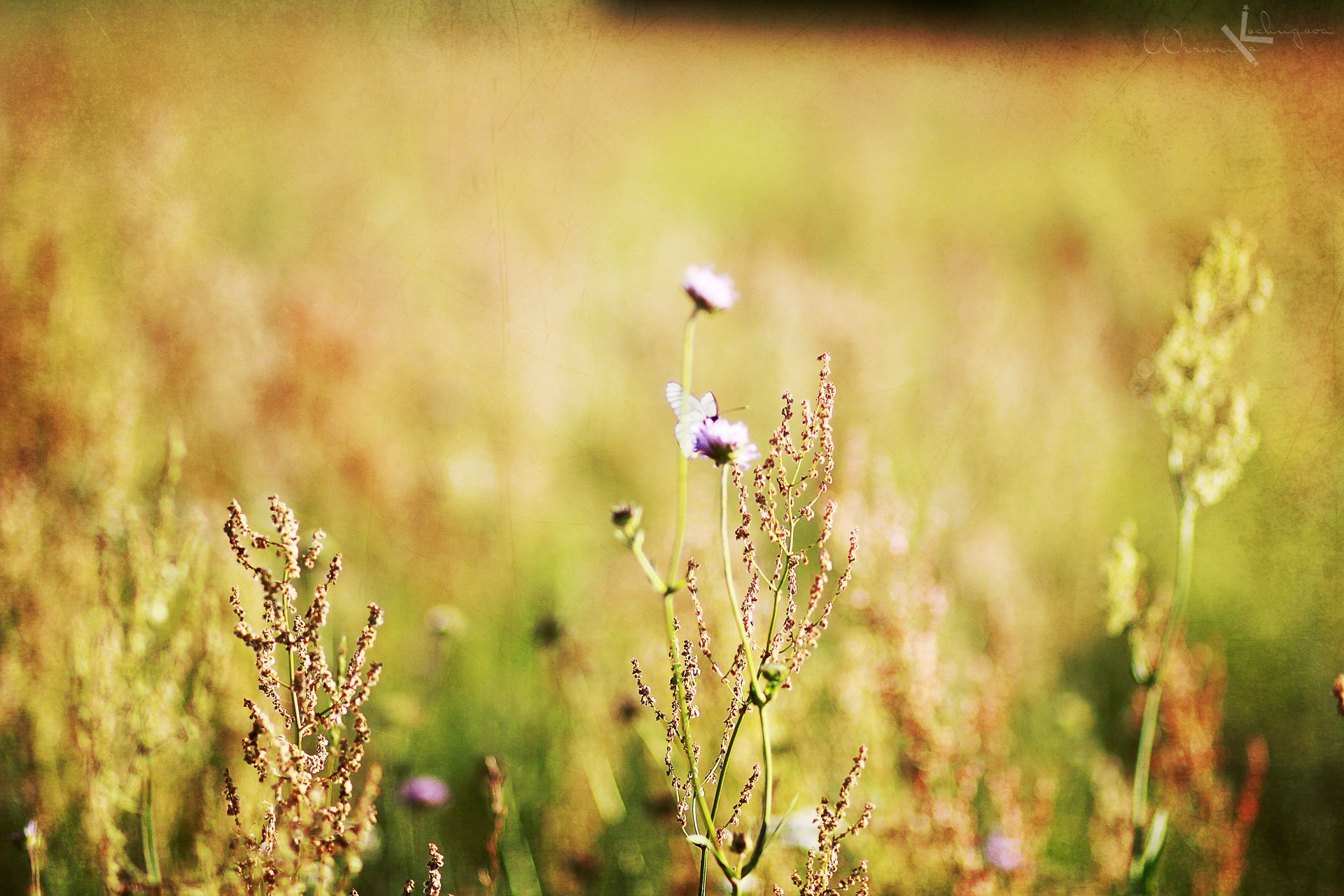 macro flowers minimalism field