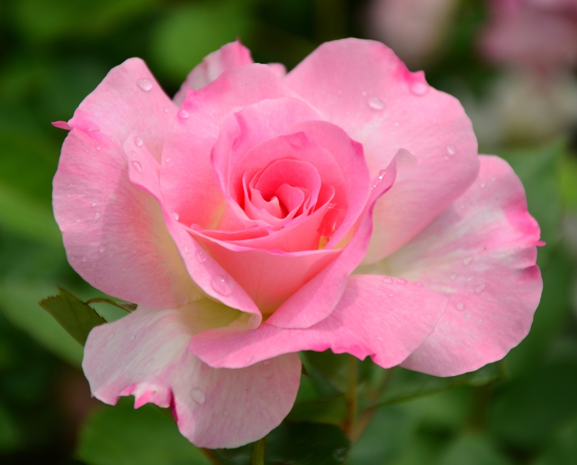 flower nature rose pink macro garden