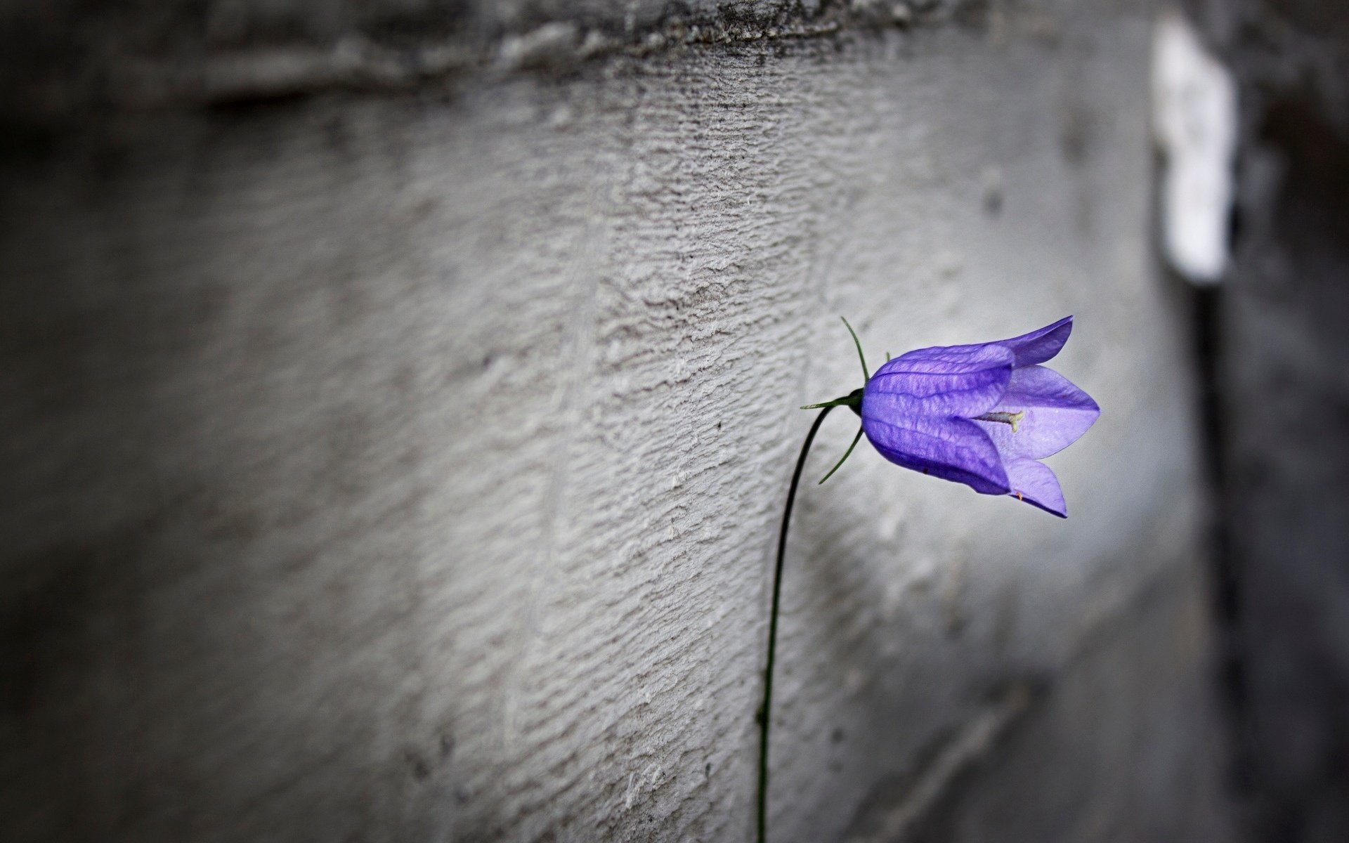 sfocatura solitudine fiori fiorellino viola