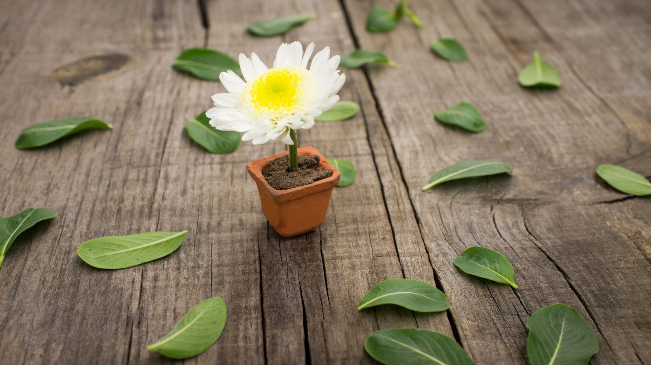 feuilles blanc jaune fleur flower fleurs pot