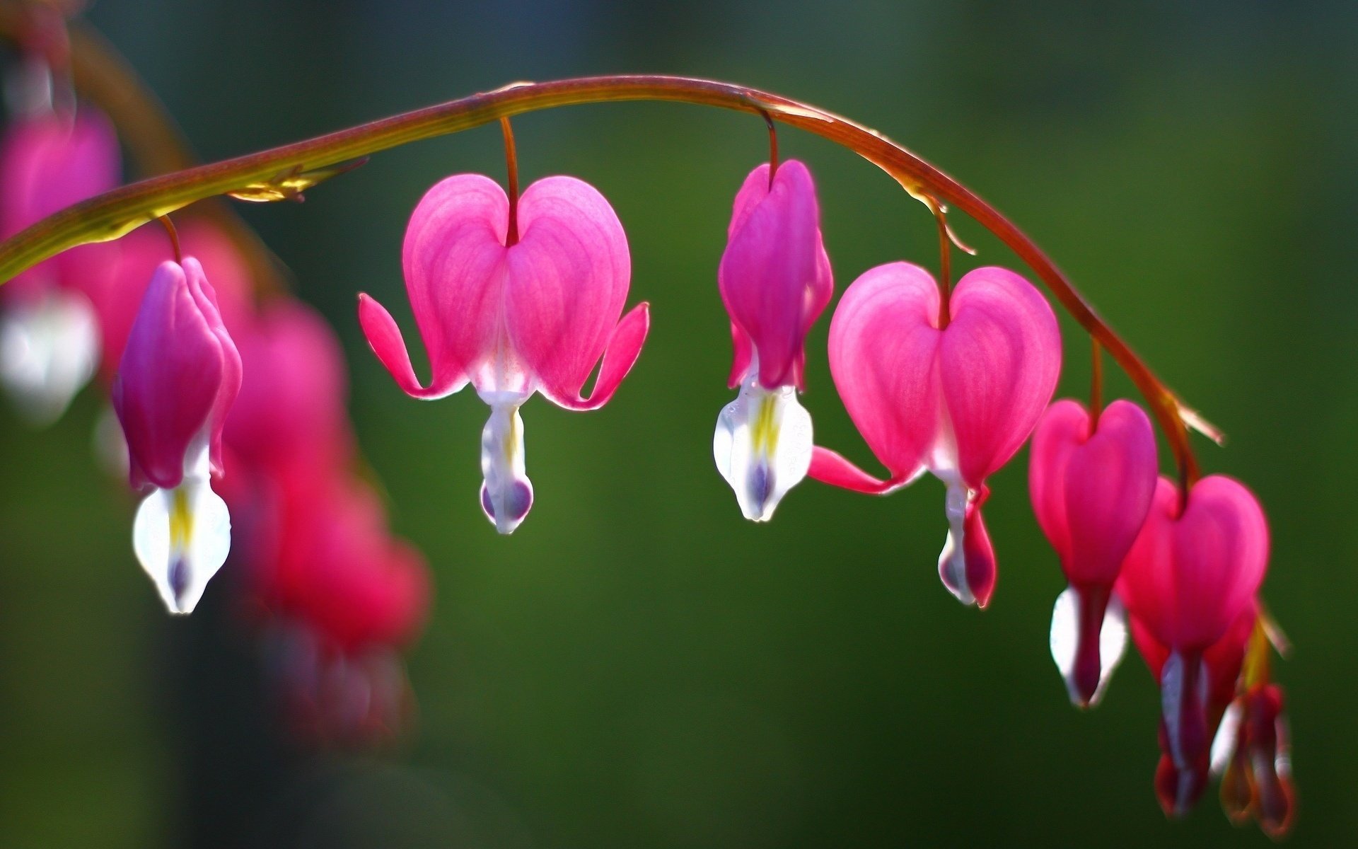 coeur brisé coeur qui pleure fleurs fleurs