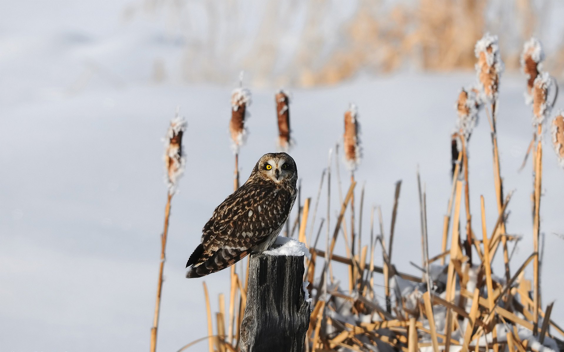 souche d arbre oiseau hibou roseaux neige hiver